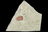 Red Bathycheilus Trilobite - Zagora, Morocco #105870-1